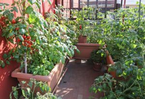 Выращивание овощей на балконе своими руками