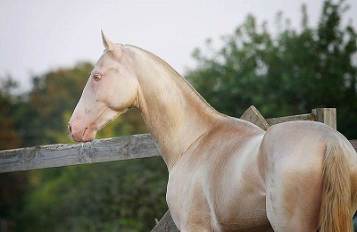 Лошади изабелловой масти: самые редкие и красивые скакуны
