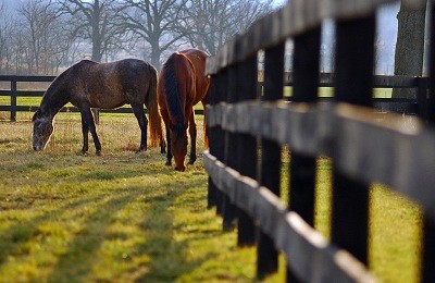 Как содержать и ухаживать за лошадьми: правила и рекомендации