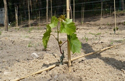 Выбор сезона для посадки винограда