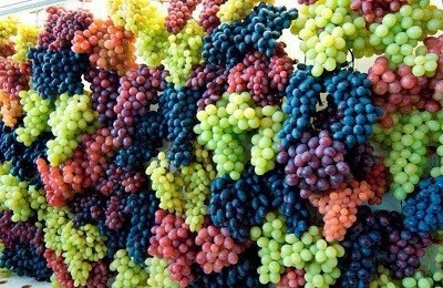Хранение ягод винограда зимой: 5 простых способов