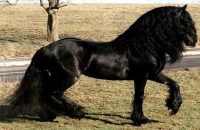 Лошади вороной масти: особенности окраса, распространенность и разновидности