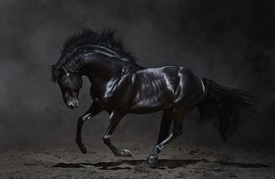 Лошади вороной масти: особенности окраса, распространенность и разновидности