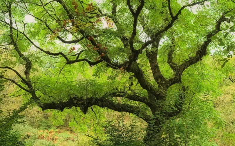 Дерево ясень — выращивание, посадка, размножение и уход