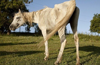 Распространенные заболевания лошадей: классификация, симптомы, лечение