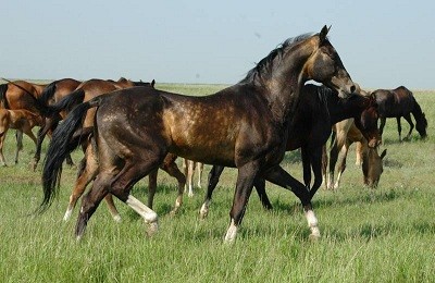 Гордость и национальное достояние Туркменистана – чистокровная ахалтекинская лошадь