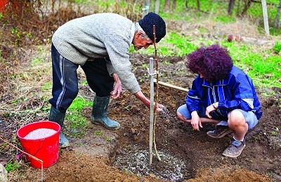 Правила посадки плодовых деревьев