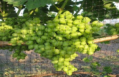Методы, позволяющие уберечь виноград от ос и птиц