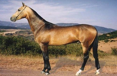 Обзор основных и необычных мастей лошади