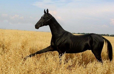Гордость и национальное достояние Туркменистана – чистокровная ахалтекинская лошадь