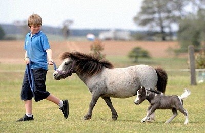 Фалабелла — самая маленькая лошадка в мире