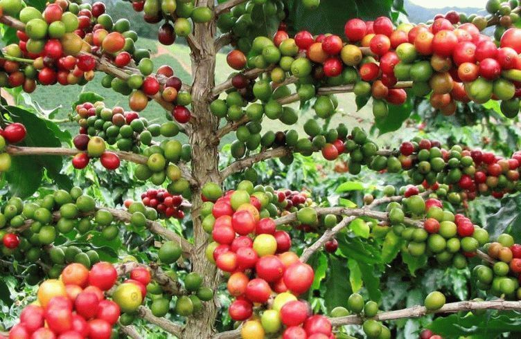 Уход за кофейным деревом в домашних условиях — пересадка, уход и болезни