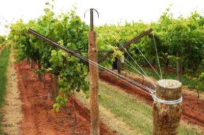 Шпалера для винограда: удачные идеи, чтобы увеличить урожай