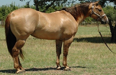 Лошадь каурой масти: песочно-рыжее чудо