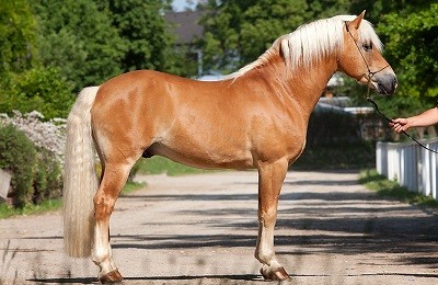 Лошади изабелловой масти: самые редкие и красивые скакуны