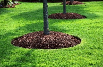 Как оформить приствольные круги для деревьев?