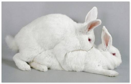 Размножение кроликов выбор и определение