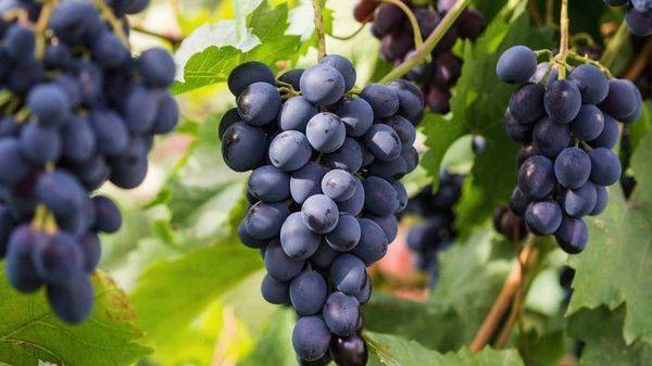 Особенности выращивания винограда винного сорта Саперави