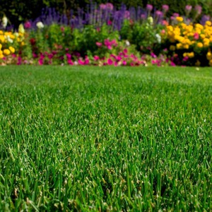 Как сажать газонную траву весной
