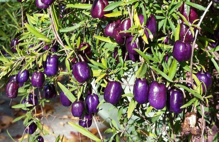 Чудо-фрукт«Биллардиера» – выращивание, посадка, размножение и уход
