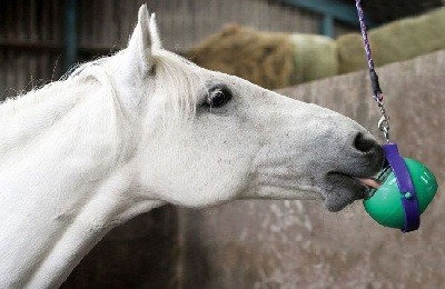 Как содержать и ухаживать за лошадьми: правила и рекомендации