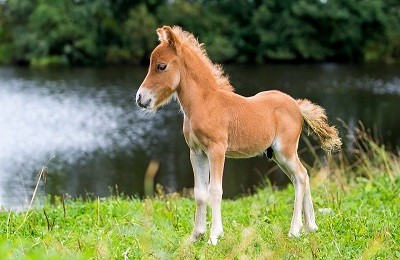 Фалабелла — самая маленькая лошадка в мире