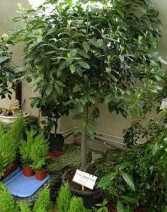 Морозоустойчивые растения для балкона