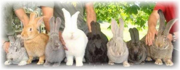Кролики породы фландр, выбор и содержание