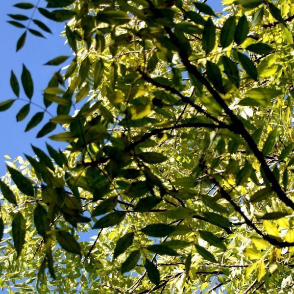 Дерево ясень — выращивание, посадка, размножение и уход