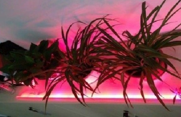 Подсветка растений светодиодной лентой