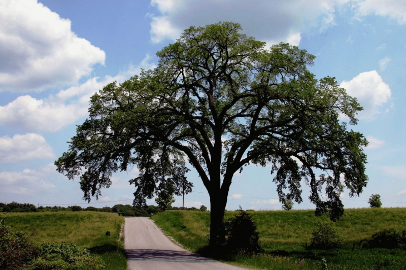 Вяз дерево – размножение, посадка и уход