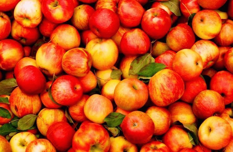 Какие сорта яблонь лучше сажать в Ленинградской и Московской области