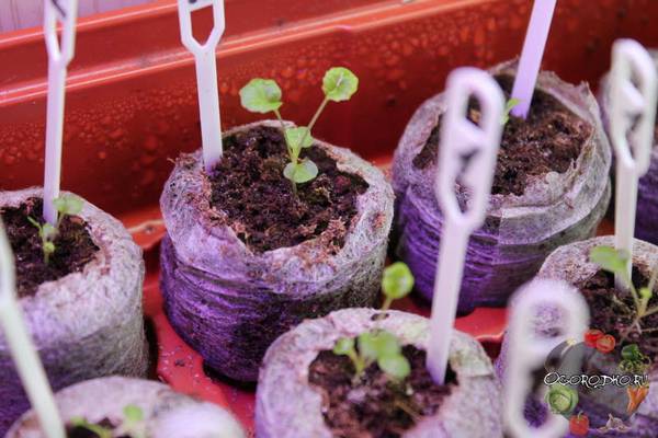 Выращивание примулы из семян в домашних условиях  основной уход