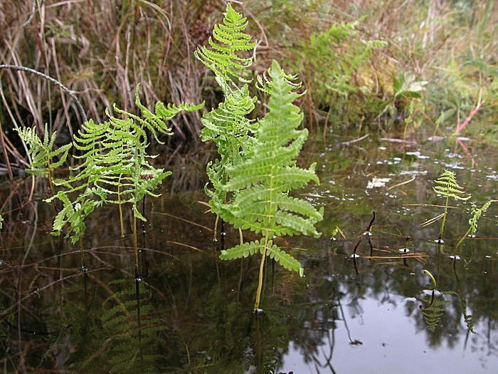 Телиптерис болотный – размножение, посадка и уход