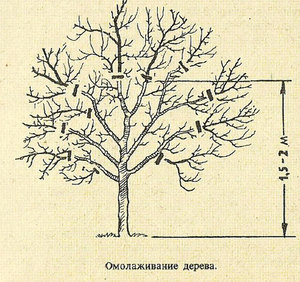 Обрезка плодовых деревьев, как её проводить осенью по схеме