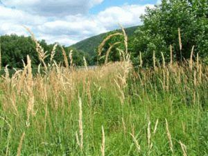 Канареечник тростниковый — размножение, посадка и уход
