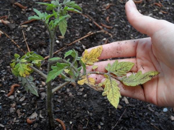 Сохнут листья у рассады помидоров: в чем причина и что делать