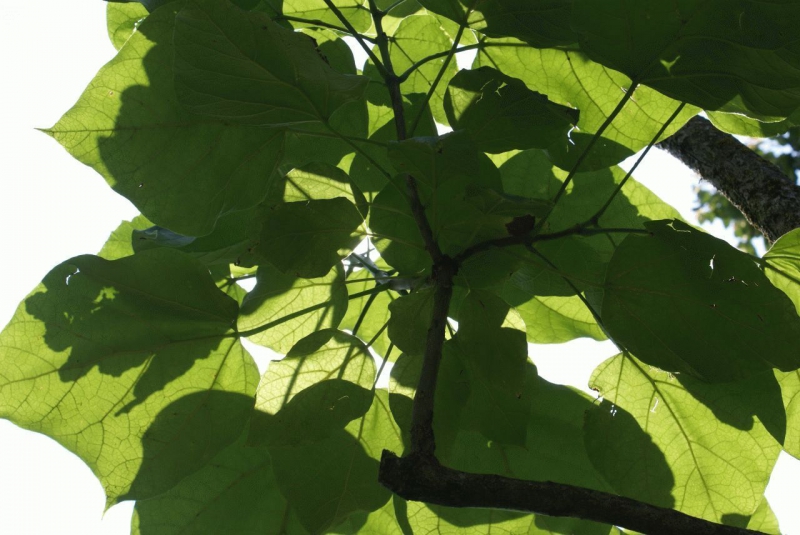 Дерево Катальпа – выращивание размножение посадка и уход