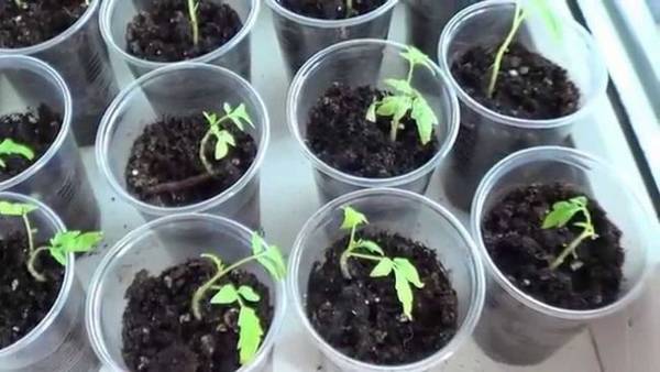 Сохнут листья у рассады помидоров: в чем причина и что делать