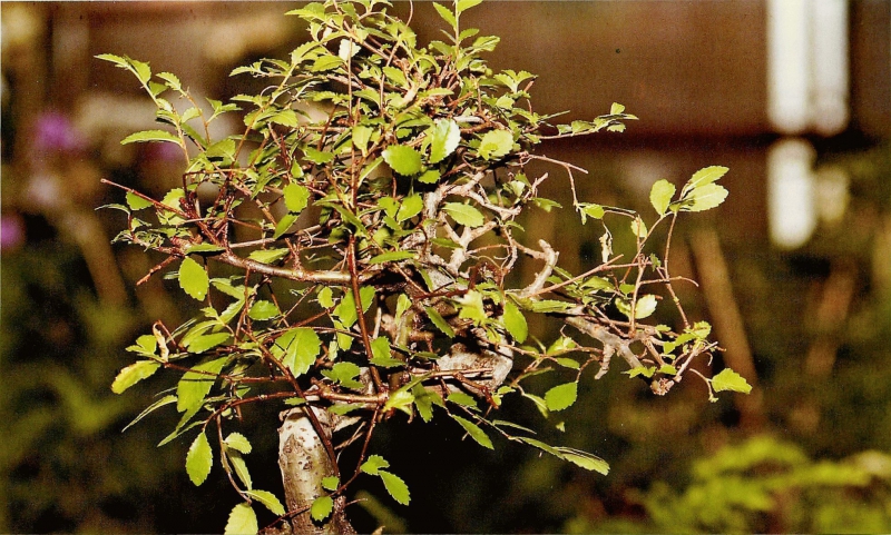 Вяз дерево – размножение, посадка и уход