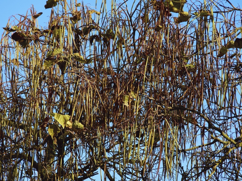 Дерево Катальпа – выращивание размножение посадка и уход