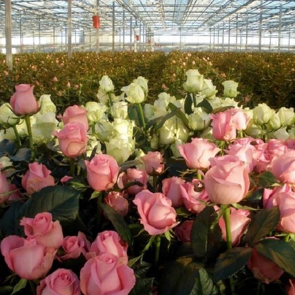 Розы на продажу  как выращивать розы, чтобы зарабатывать на них