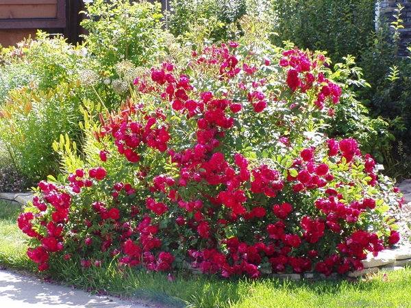 Почему не цветет роза: причины и их устранение