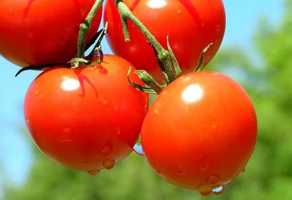 Почему при созревании лопаются помидоры в теплице