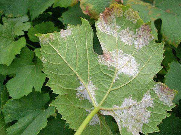 Описание и методы лечения самых опасных болезней винограда