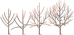 Обрезка плодовых деревьев, как её проводить осенью по схеме