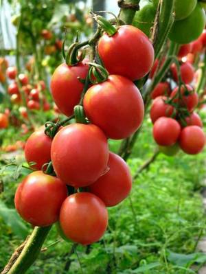 Лучшие самоопыляемые сорта семян помидоров для выращивания в теплице