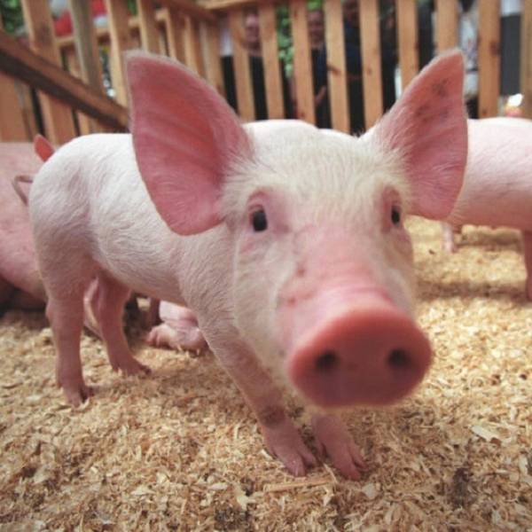 Африканская чума свиней - чем она опасна, как проявляется, и можно ли уберечь животных от заражения?