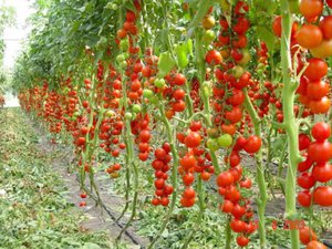 Лучшие самоопыляемые сорта семян помидоров для выращивания в теплице
