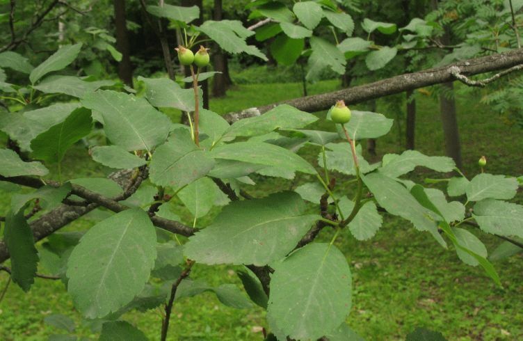 Амелосорбус — выращивание, размножение, посадка и уход.